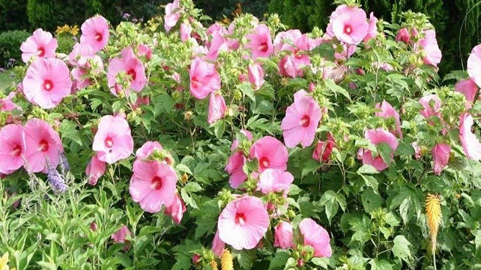 Hibiscus Garden Sector-36 Chandigarh