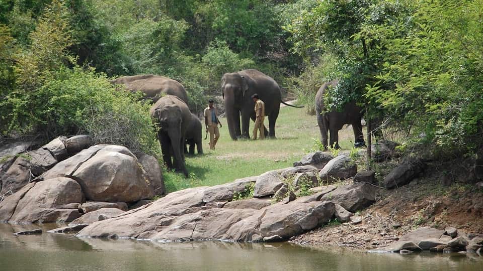 Bannerghatta National Park  