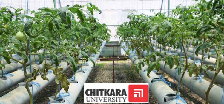 https://www.shoutlo.com/articles/chitkara-univeristy-initiates-hydroponic-farming-startup