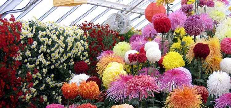 chrysanthemums-show-2019-terraced garden-chandigarh