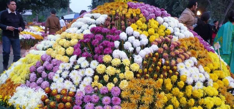 chrysanthemums-show-2019-chandigarh