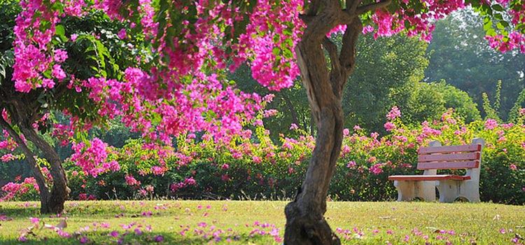 gardens-in-chandigarh