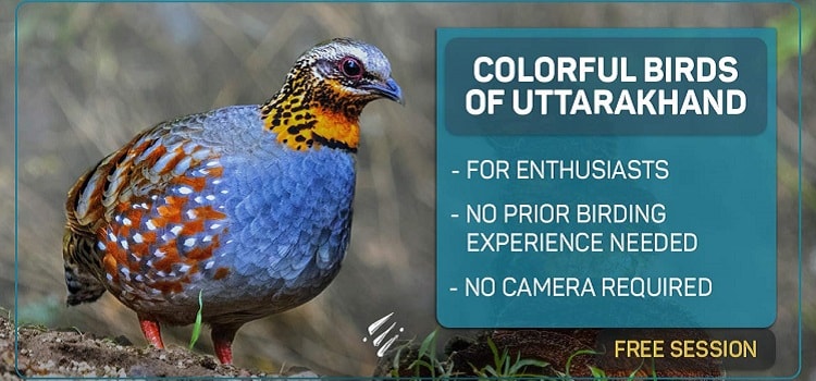 interactive-session-with-colorful-birds-of-uttrakhand