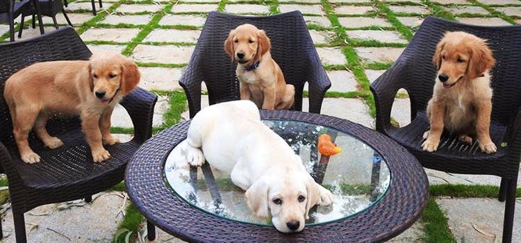 pet-friendly-cafes-in-bangalore