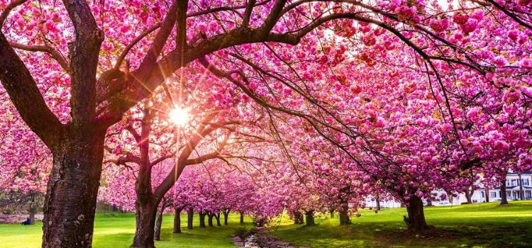 spring-has-sprung-6-spectacular-places-to-enjoy-the-beauty-of-spring-in-chandigarh