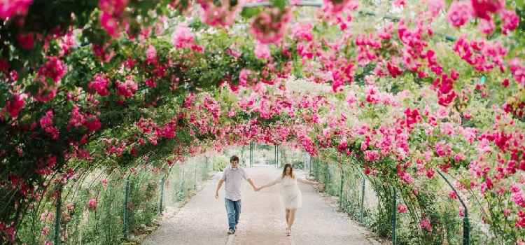 the-zakir-hussain-rose-garden