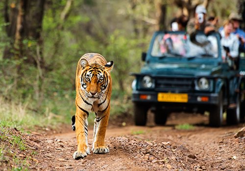Bannerghatta National Park- Date With The Animals
