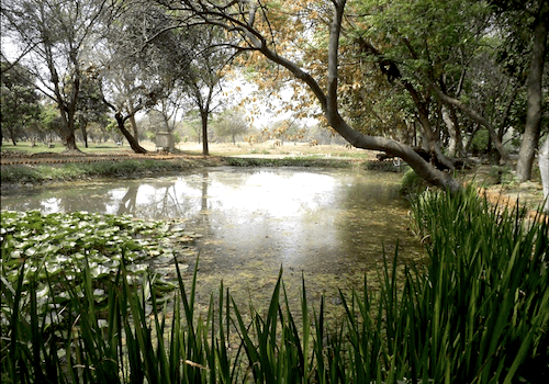 Botanic Garden Of Indian Republic