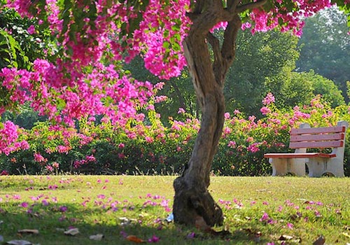 Bougainvillea Garden