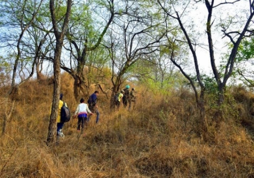 Forest Bathing To The Rescue!