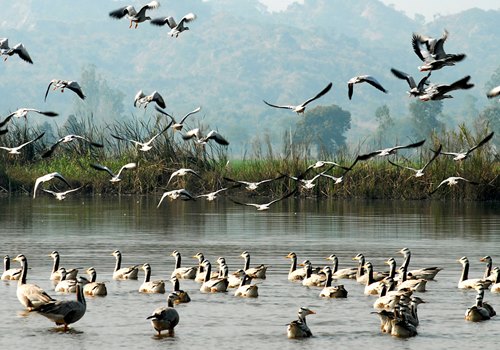 Harike Wetlands, Amritsar