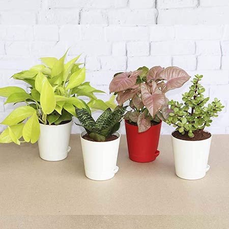 Potted Plants