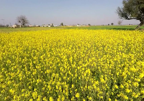 Wobble Through Beautiful ‘Khet Khalihan’!